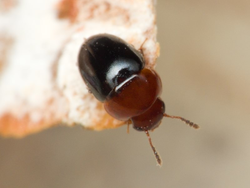 Agathidium nigripenne (Fabricius, 1792)
